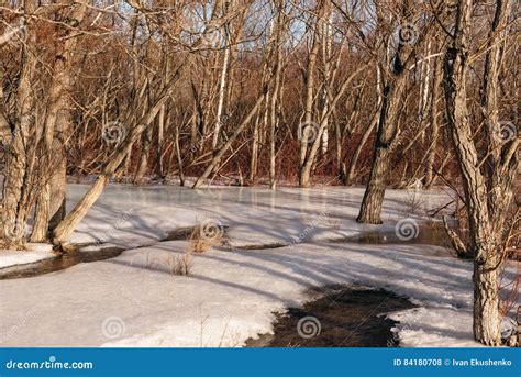 Melting Snow In The Woods Stock Photo Image Of Fresh 84180708