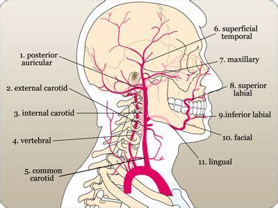 Want to learn about the all important arteries of the head and neck? Labeled diagram of the arteries of the head and neck ...