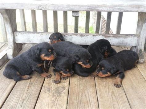 Vet checked, tails docked and dewclaws removed, have second series of shots a… GERMAN ROTTWEILER PUPPIES for Sale in Greenville, South ...