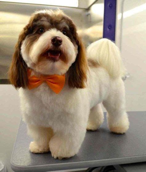 Haircuts For Havanese Puppies The Best Haircut 2017 Doggroomingtips