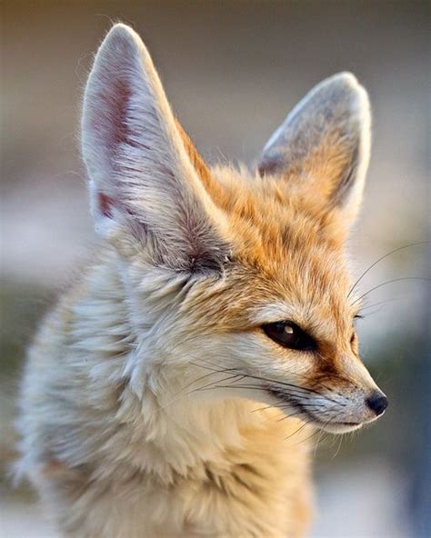 Listening Fennec Fox Vulpes Zerda Animal Photography Wildlife
