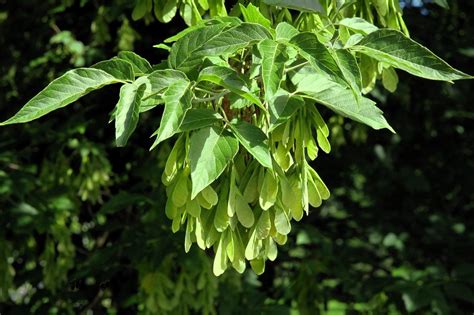 What Is A Boxelder Tree Information About Boxelder Maple Tree Growing