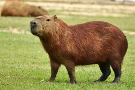 Capybara Location Where Do Capybaras Live 2023 10 Hunting 2023