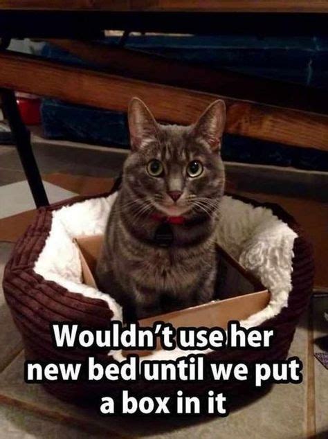 Images Of Cats Actually Using Their Beds 15 Images Funny Animal