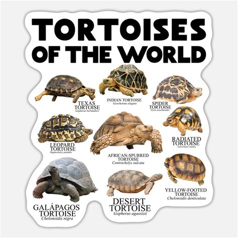 Tortoise Stickers Unique Designs Spreadshirt