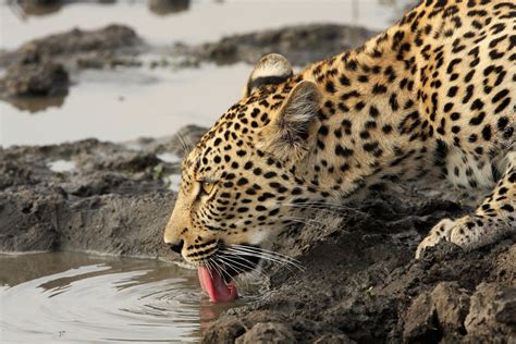 Amazing African Animals The Amazing African Leopards