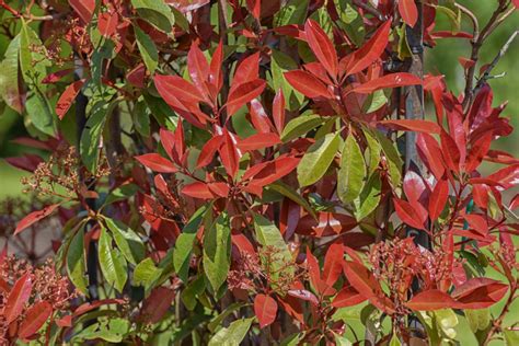 How To Grow Red Tip Photinia Arbuste Décoratif Arbuste Arbustes à