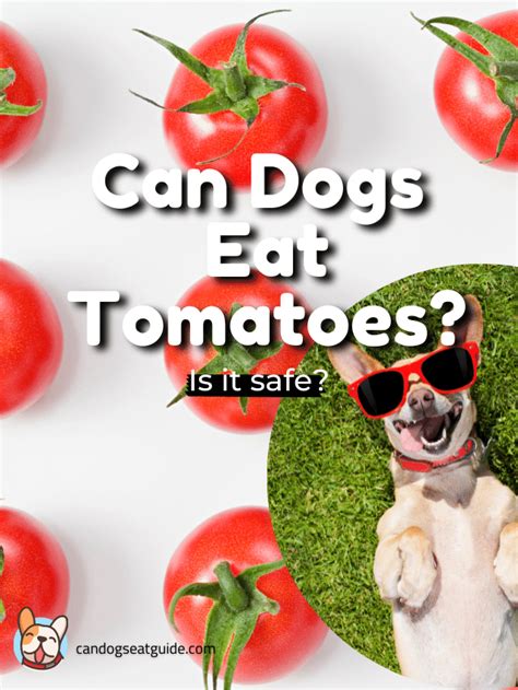 Can Dogs Eat Tomatoes Are They Safe Can Dogs Eat Guide