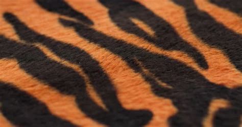 Tiger Fur Fabric Closeup Stock Footage VideoHive