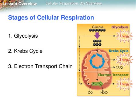 Ppt Chapter 9 Cellular Respiration Powerpoint Presentation Free