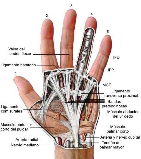 Hand Anatomy Human Body Anatomy Human Anatomy And Physiology Muscle