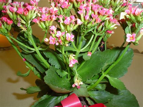 Pink Blooming Succulent Is A Kalanchoe Plants With Pink Flowers