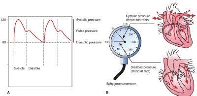 Causes more artery damage compared to high blood pressure with normal pulse pressure, indicates elevated stress on. Widened Pulse Pressure | Med Health Daily