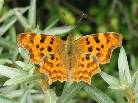 British butterflies that need Stinging Nettles - HubPages