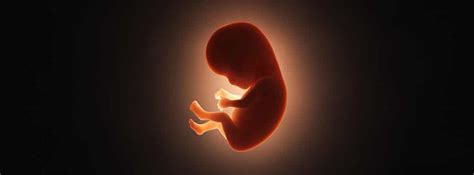 Periodo Embrionario Crecimiento Y Desarrollo Canalsalud En My Xxx Hot Girl