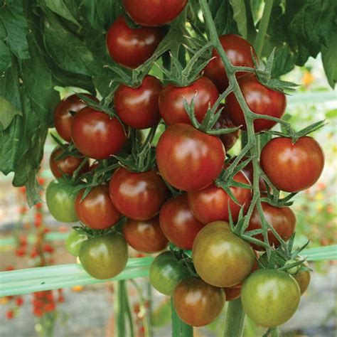 Sunchocola Hybrid Tomato Cherrygrape Tomato Seeds Totally Tomatoes