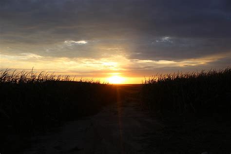 Cornfield Sunset Photograph By Dale Mark Fine Art America
