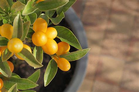 How To Grow Citrus Trees In Containers