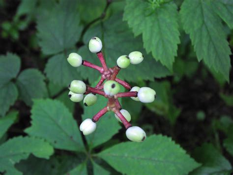 Wildflower White Baneberry Actaea Pachypoda Allegheny Highlands Trail