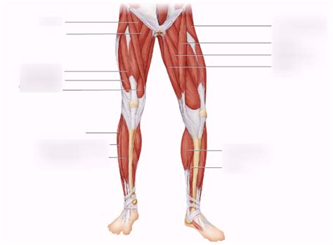 Leg Muscle Diagram Quizlet Posterior Leg Muscles Diagram Quizlet