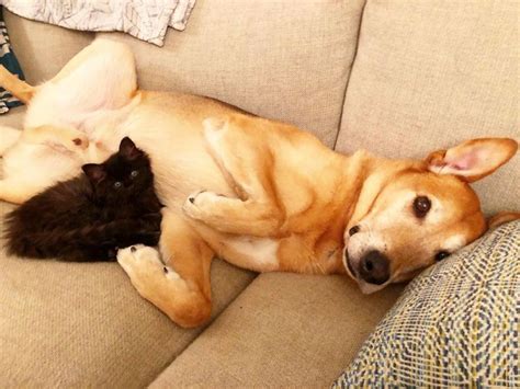 Dog Takes Care Of Every Rescue Cat In This Shelter And Its Too Purrfect