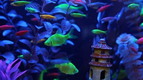 Glofish Fluorescent Fish Video Includes Our New Glofish Tetras
