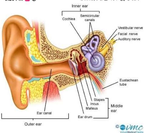 Labeled Diagram Of The Inner Ear Diagram Media
