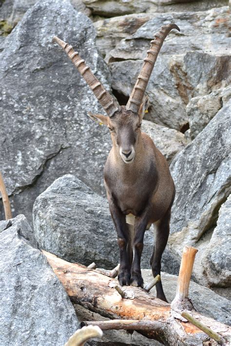 Fotos Gratis Animal Fauna Silvestre Zoo Cuerno Mamífero Alpino