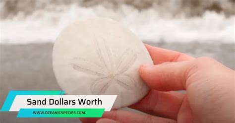 How Much Are Sand Dollars Worth Discover Their Value Today Oceanic