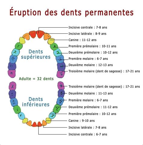 À quel âge les dents font leur éruption Anatomie dentaire École d