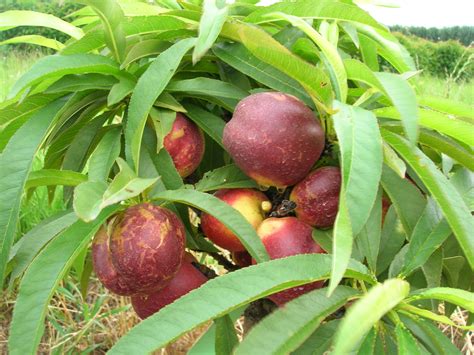 Dwarf Fruit Trees Produced By Waimea Nurseries