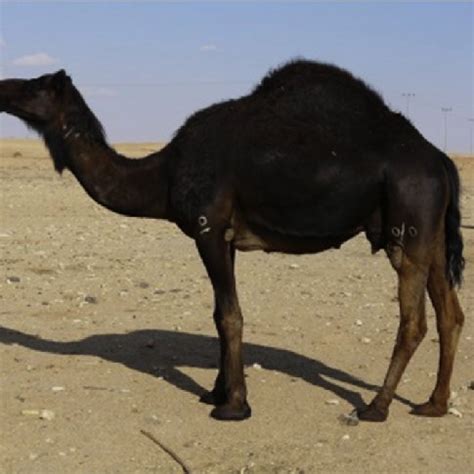 The family members of jayanta biswas have approached the ministry of external affairs for help in bringing him back from saudi. Hybrid between Arvana dromedary and Kazakh Bactrian ...