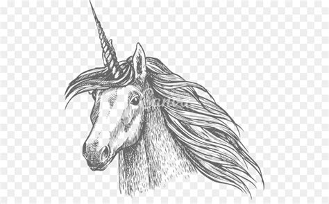 Selain itu ada beberapa koleksi gambar hitam putih atau sketsa untuk aktivitas menggambar dan. Sketsa Gambar Kepala Unicorn - Contoh Sketsa Gambar