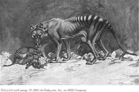 Thylacine nait en 2012 lorsque william rezé jusqu'alors saxophoniste dans différents groupes mais à la recherche d'une plus grande liberté de composition passe à la musique. Thylacine - Freshwater Monster - ALPF Medical Research