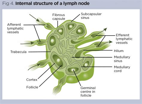 Lymphatic System Diagram Labeled
