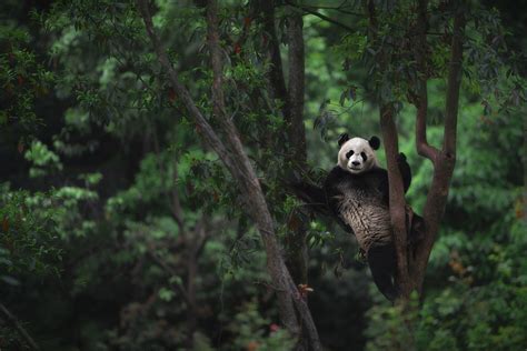 Animals Hd Images Photos Wallpapers Free Download At 2019 Panda Hd Images