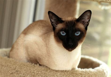 #siamese #cat #kitten #cute #animal Seal Point Siamese, Cats 101, Cat