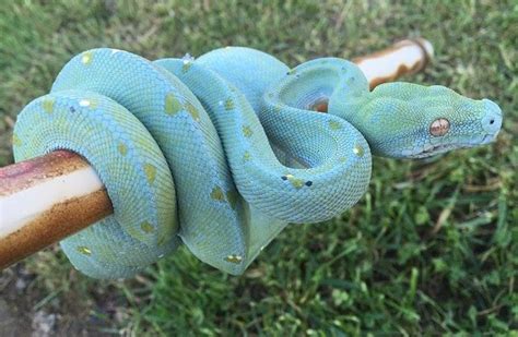 True Blue Morph Emerald Tree Boa Pretty Snakes Cool Snakes Beautiful