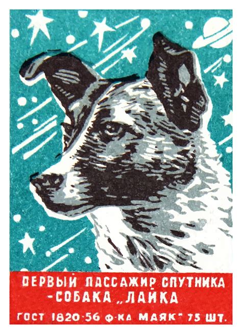 Cold War Propaganda Propaganda Posters Canine Art Dog Art Laika Dog