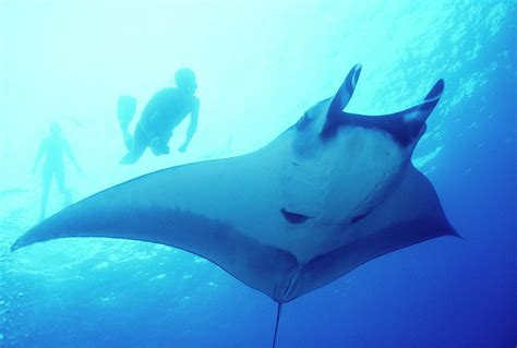 Snorkeler Giant Oceanic Manta Ray Photograph By Stuart Westmorland