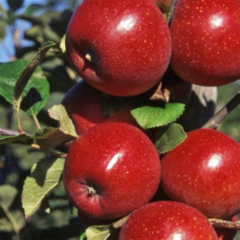 Red Windsor Apple Tree Purchase Self Fertile Apple Trees
