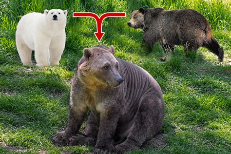 New Pizzly Bear Super Hybrid Created As Polar Bears And Grizzlies
