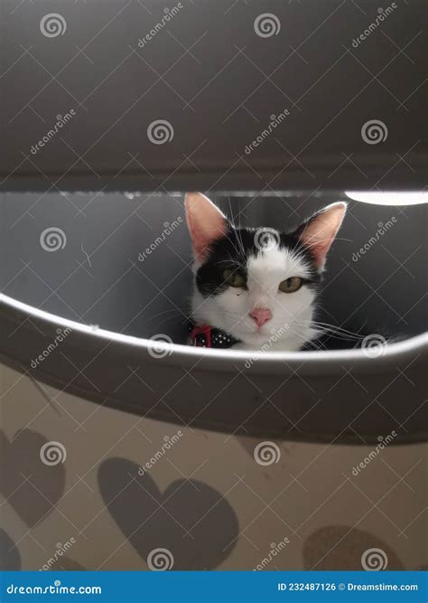 Stealth Cat Stock Photo Image Of Hiding Carnivore 232487126