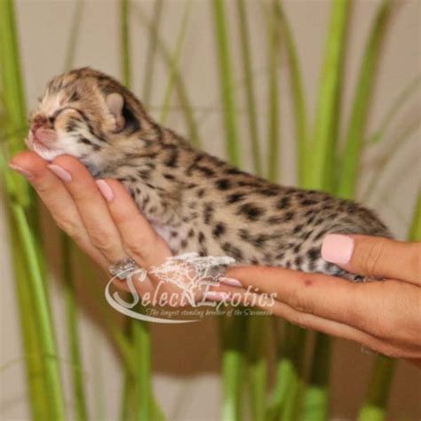 F1 Savannah Kittens Select Exotics Savannah Cats