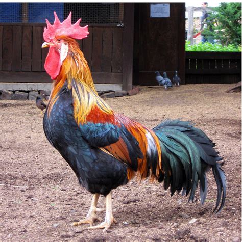 Gallic Rooster National Bird Of France Interesting Facts And History