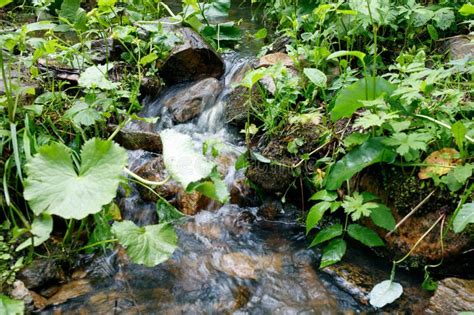 Small Cascading Stream With Lush Green Vegetation In The Forest Stock