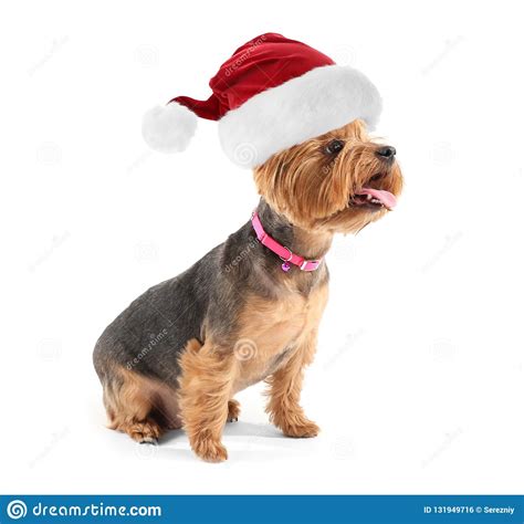 Cute Funny Dog In Santa Hat On White Background Stock Photo Image Of Costume Christmas 131949716