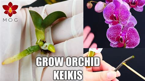How To Grow Baby Orchid Plants Phalaenopsis Propagation With Keiki