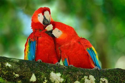 Scarlet Macaw Ara Macao Ara Arakanga Puerto Viejo Costa Rica