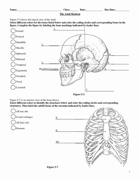 Human Anatomy Worksheet College